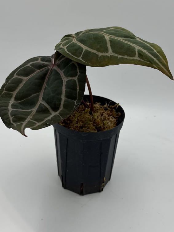 Yahoo!オークション - UJ Anthurium hybrid' Dr block Michael x Yahoo!オークション - UJ Anthurium hybrid' Dr block Michael x