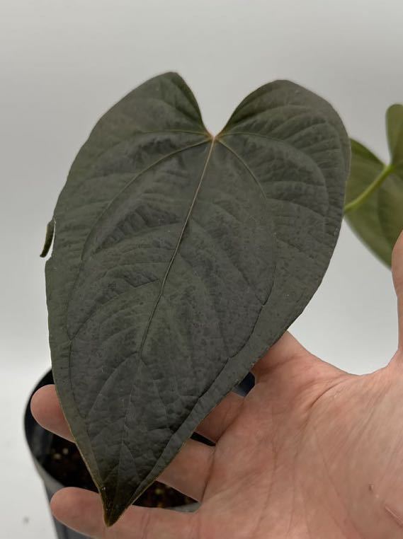 Yahoo!オークション - UJ Anthurium'Queen of heart Yahoo!オークション - UJ Anthurium'Queen of heart