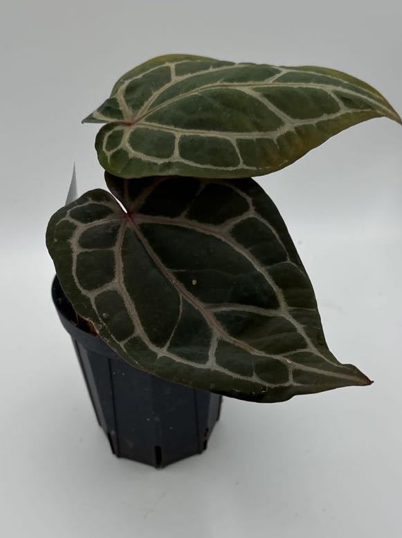 Yahoo!オークション - UJ Anthurium hybrid' Dr block Michael x Yahoo!オークション - UJ Anthurium hybrid' Dr block Michael x