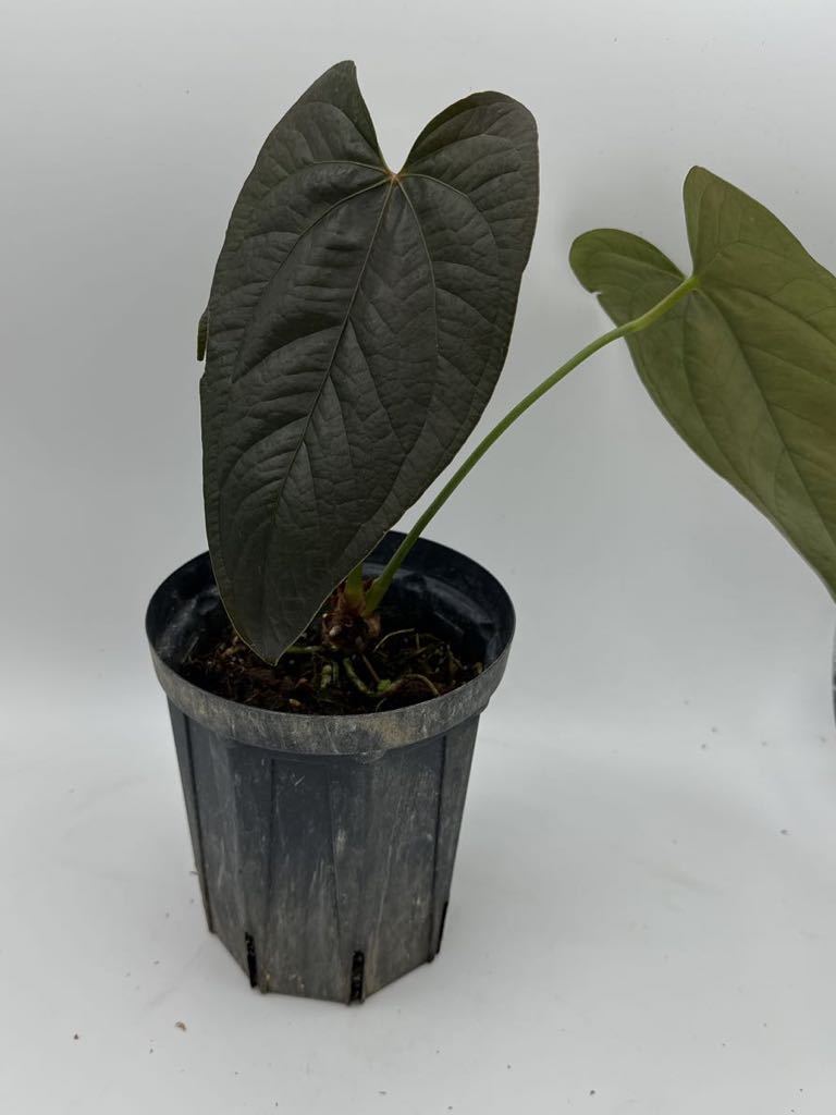 Yahoo!オークション - UJ Anthurium'Queen of heart Yahoo!オークション - UJ Anthurium'Queen of heart