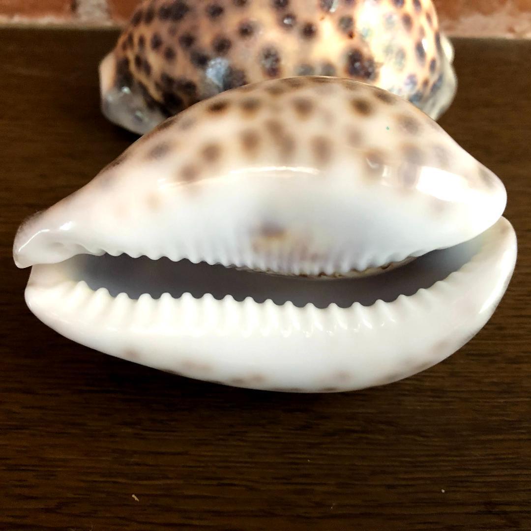 貝殻・巻貝（全27個セット）ホシダカラ貝・マキ貝 コレクション_画像4