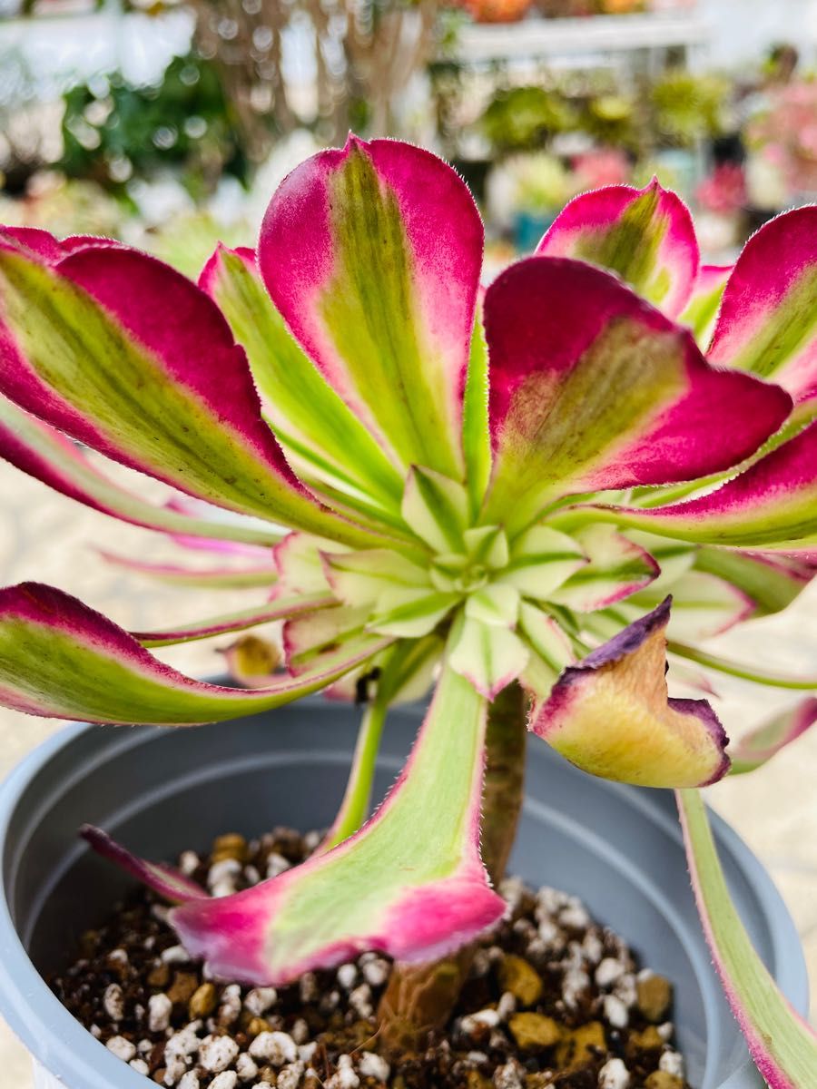 多肉植物 アエオニウム 紅銅壺白錦 レア株|Yahoo!フリマ(旧 多肉植物 アエオニウム 紅銅壺白錦 レア株|Yahoo!フリマ(旧