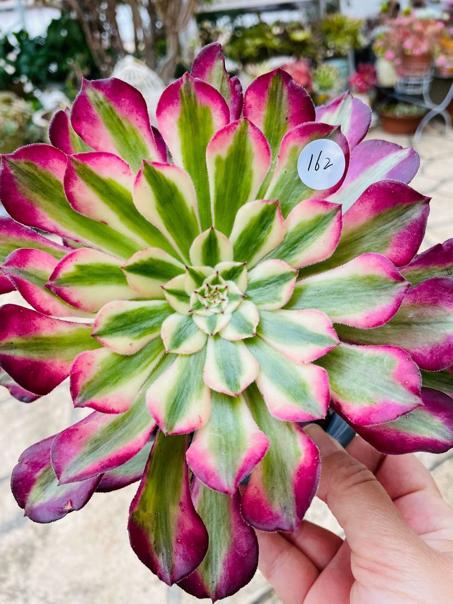多肉植物 アエオニウム 紅銅壺白錦 レア株|Yahoo!フリマ(旧 多肉植物 アエオニウム 紅銅壺白錦 レア株|Yahoo!フリマ(旧