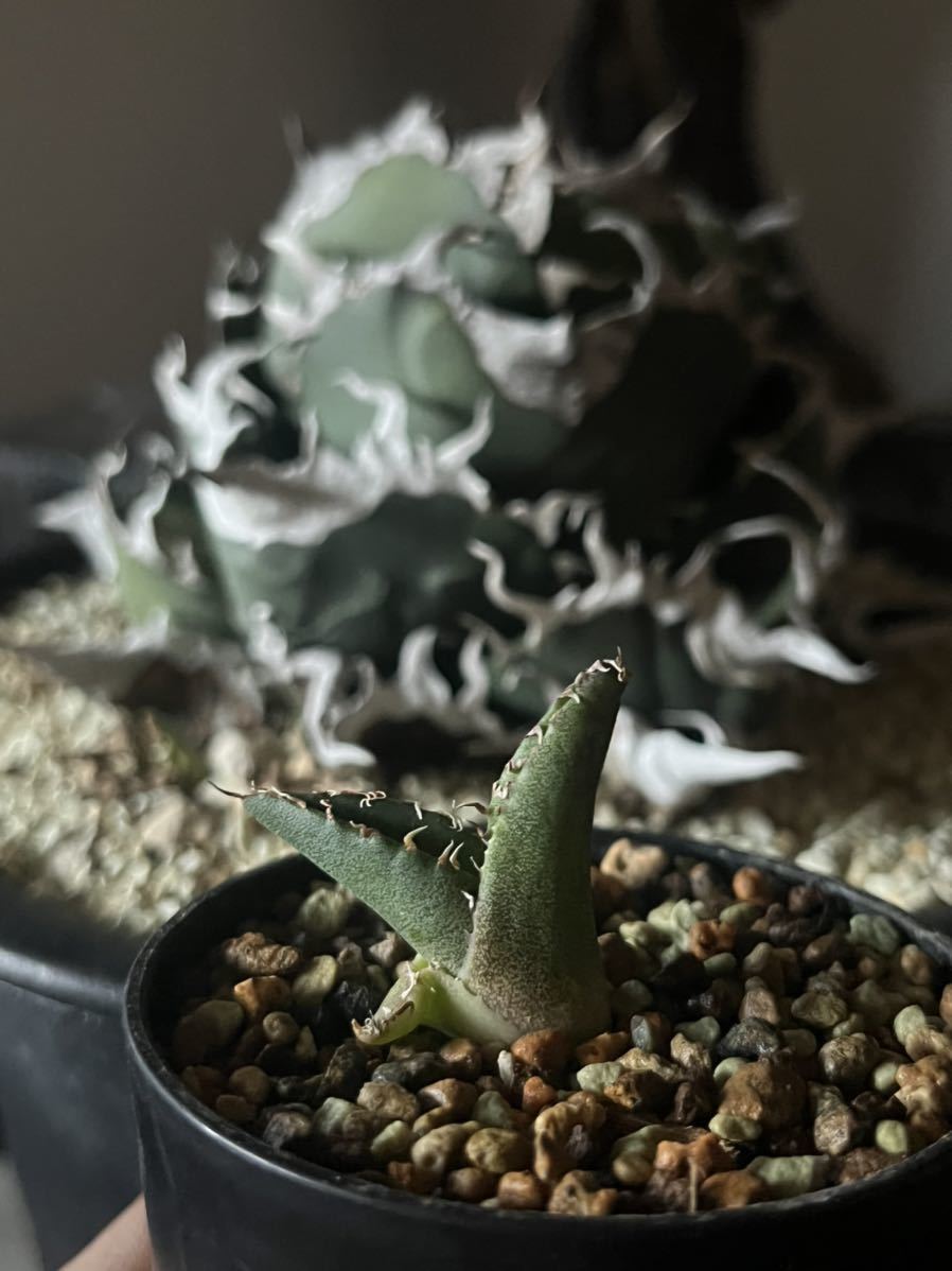 アガベ チタノタ Agave titanota 【通称(敬称)・悪魔くん アガベ チタノタ Agave titanota 【通称(敬称)・悪魔くん