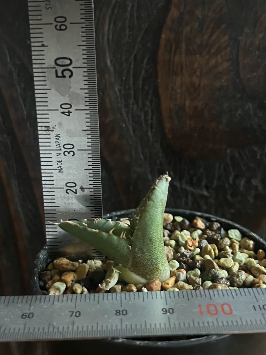 アガベ チタノタ Agave titanota 【通称(敬称)・悪魔くん アガベ チタノタ Agave titanota 【通称(敬称)・悪魔くん