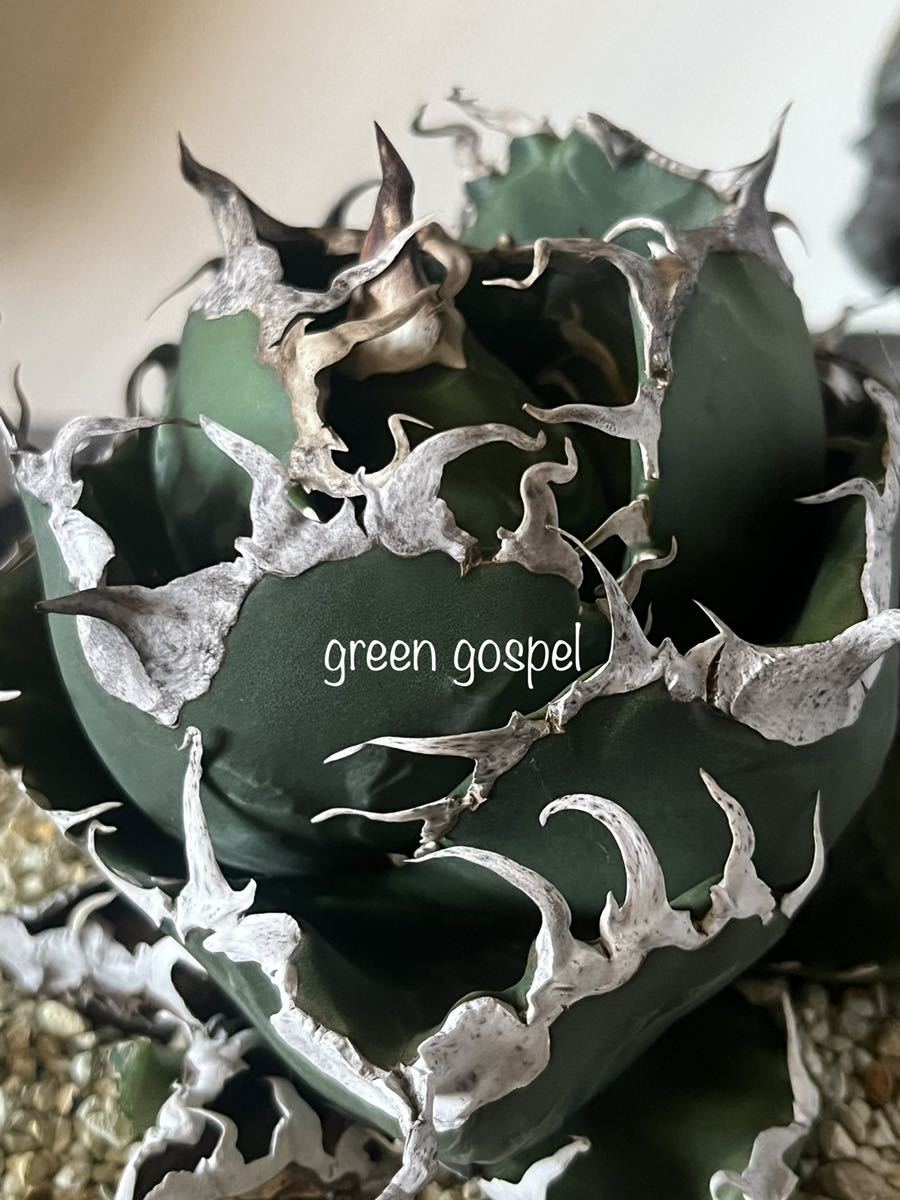 アガベ チタノタ Agave titanota 【通称(敬称)・悪魔くん アガベ チタノタ Agave titanota 【通称(敬称)・悪魔くん