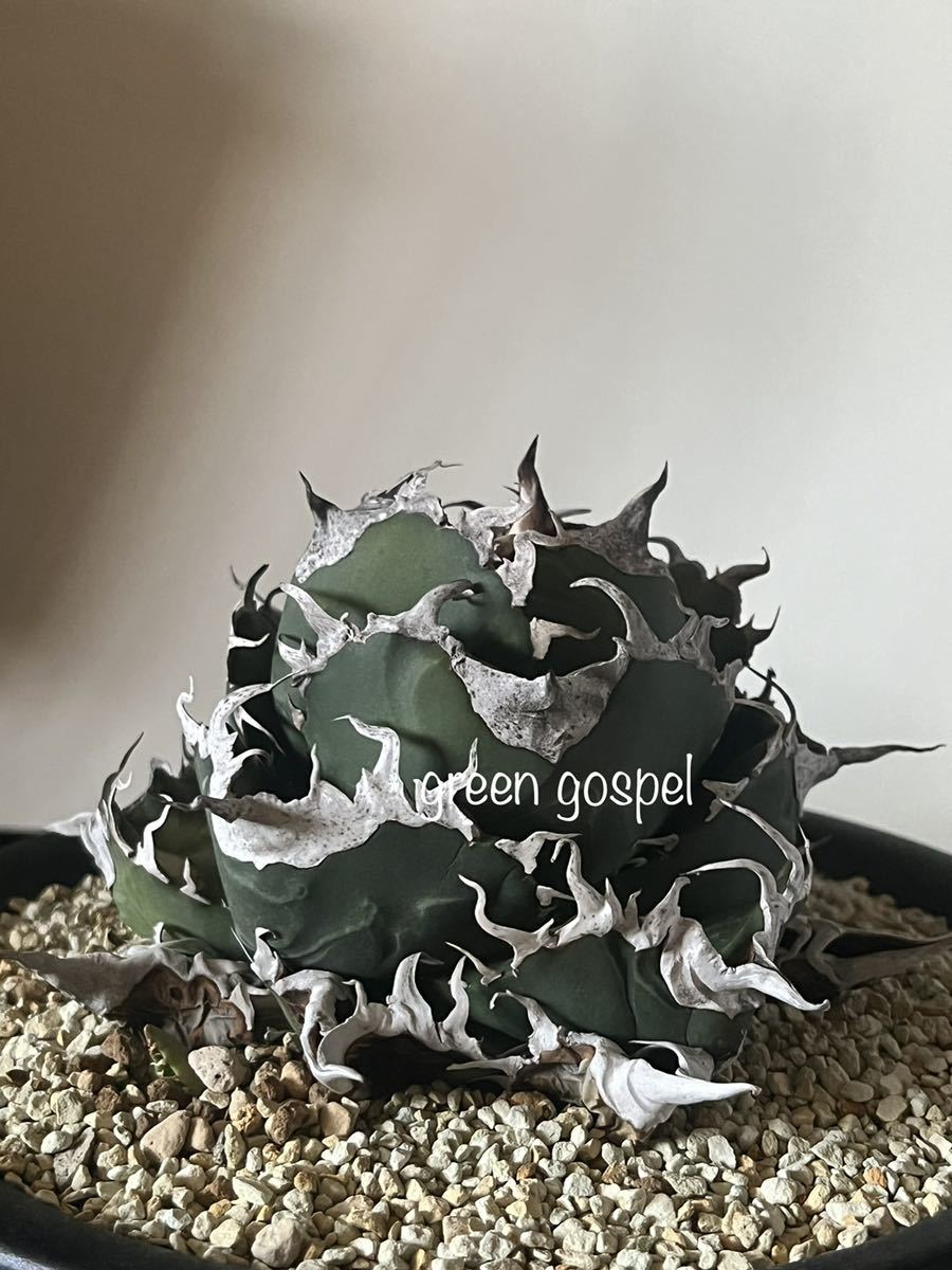 アガベ チタノタ Agave titanota 【通称(敬称)・悪魔くん アガベ チタノタ Agave titanota 【通称(敬称)・悪魔くん