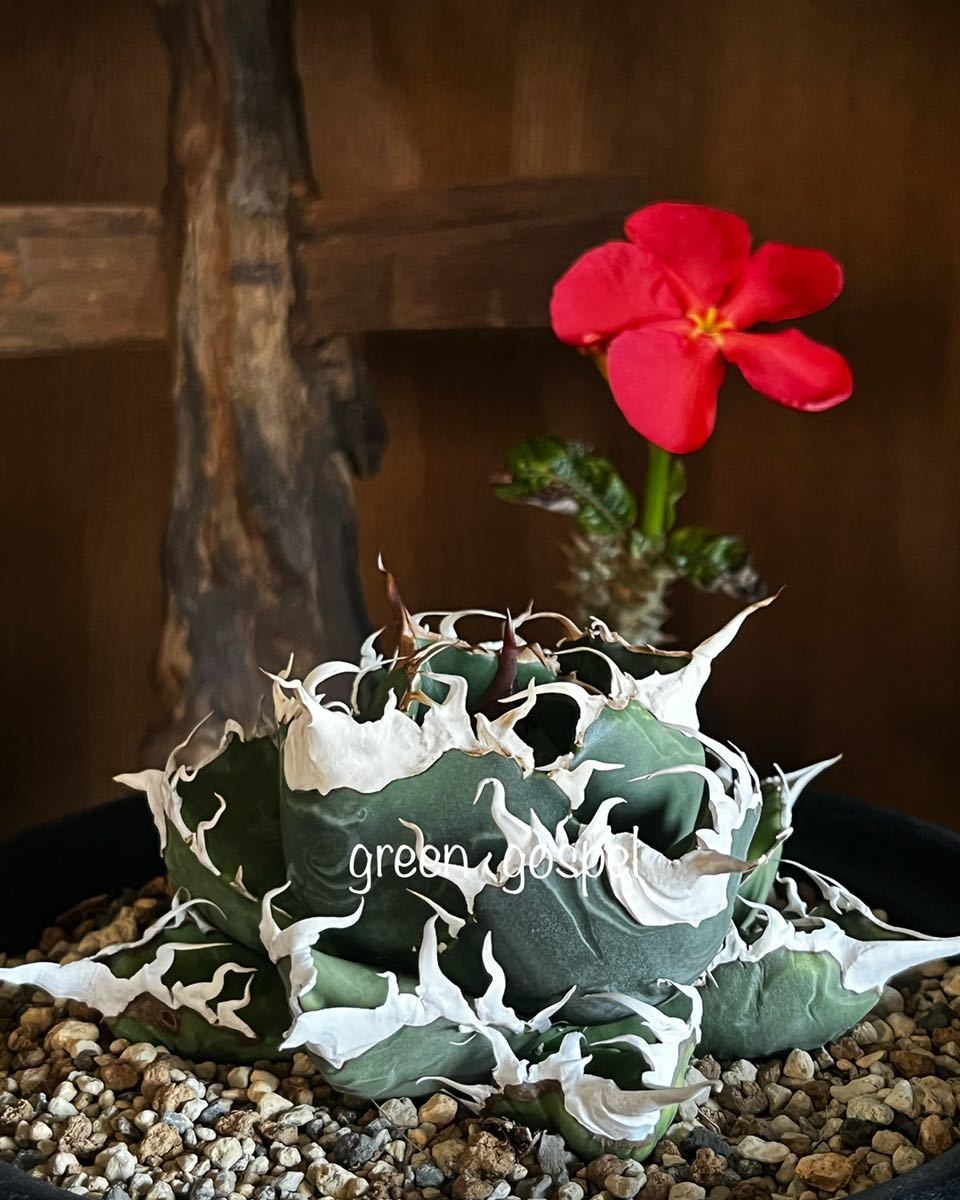 アガベ チタノタ Agave titanota 【通称(敬称)・悪魔くん アガベ チタノタ Agave titanota 【通称(敬称)・悪魔くん