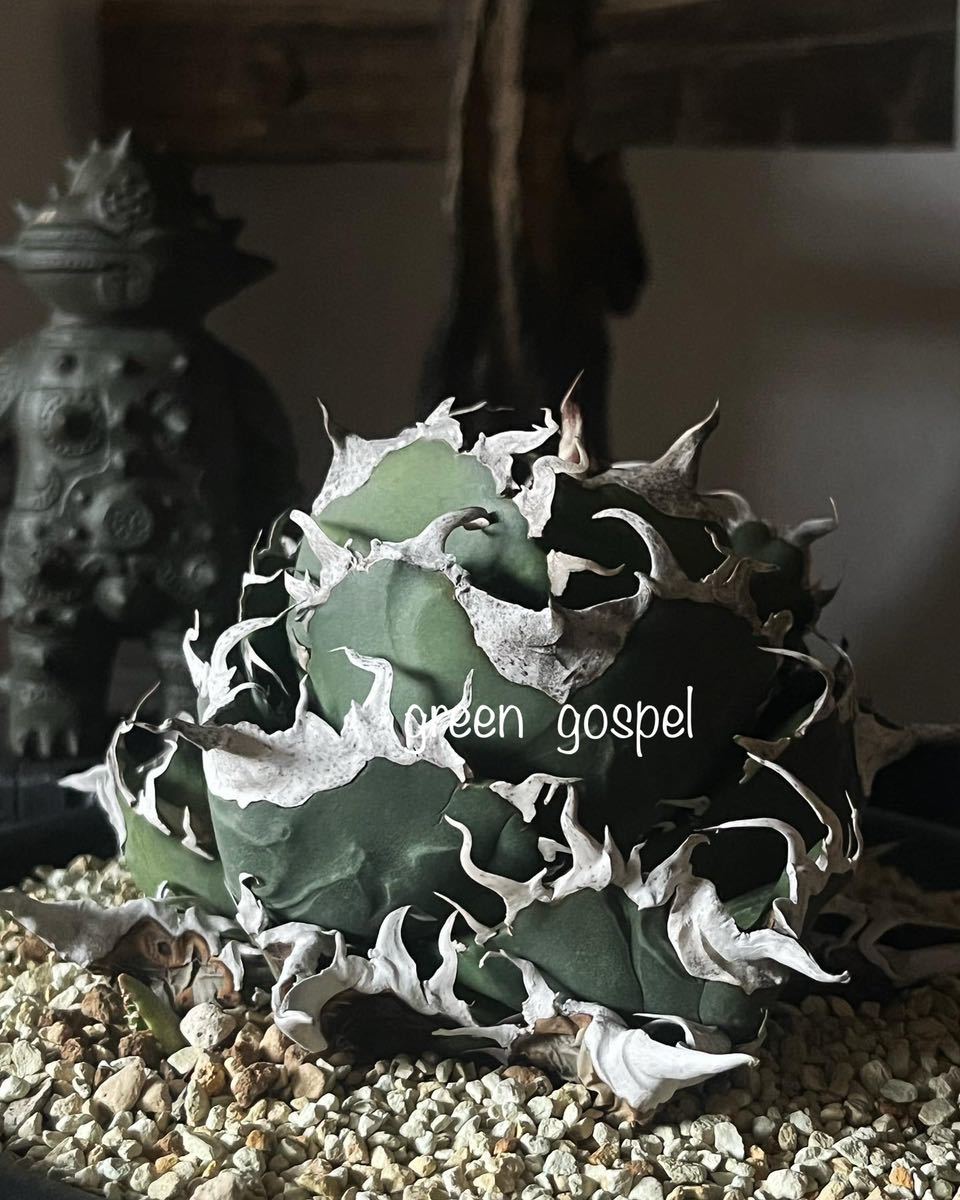 アガベ チタノタ Agave titanota 【通称(敬称)・悪魔くん アガベ チタノタ Agave titanota 【通称(敬称)・悪魔くん