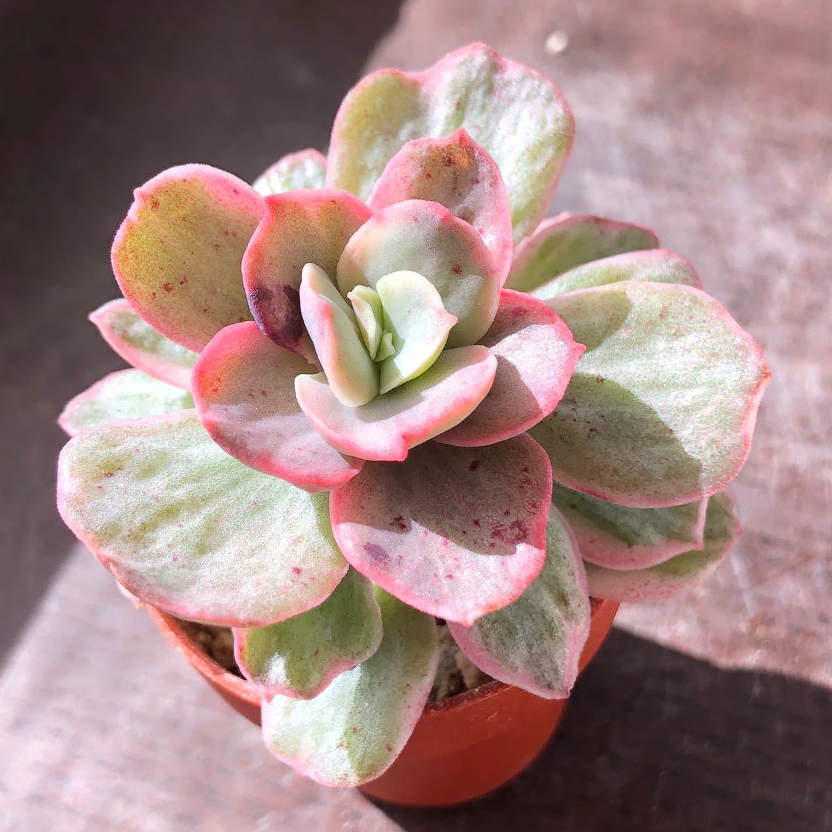 多肉植物^o^ スヨン錦|Yahoo!フリマ(旧PayPayフリマ) 多肉植物^o^ スヨン錦|Yahoo!フリマ(旧PayPayフリマ)