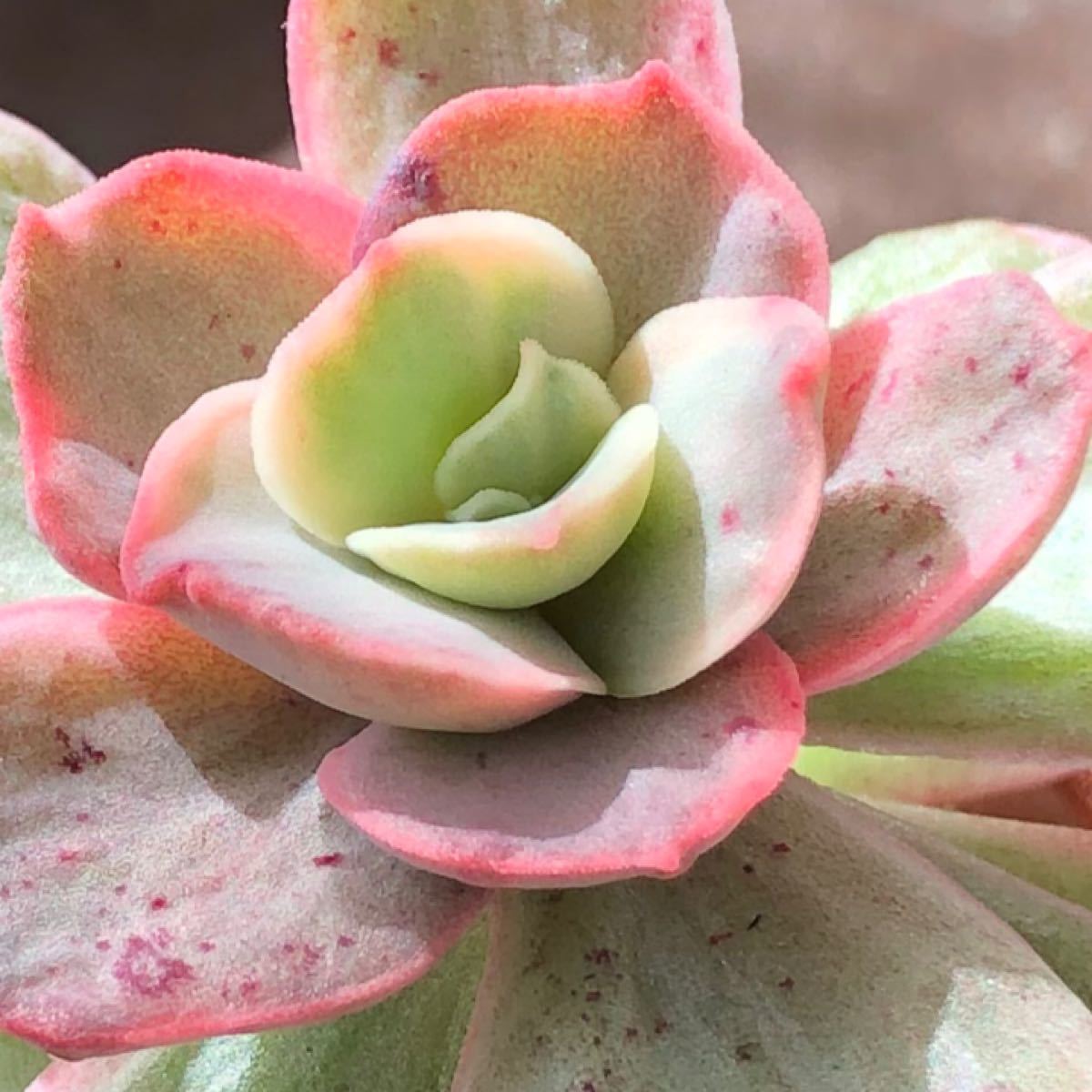 多肉植物^o^ スヨン錦|Yahoo!フリマ(旧PayPayフリマ) 多肉植物^o^ スヨン錦|Yahoo!フリマ(旧PayPayフリマ)
