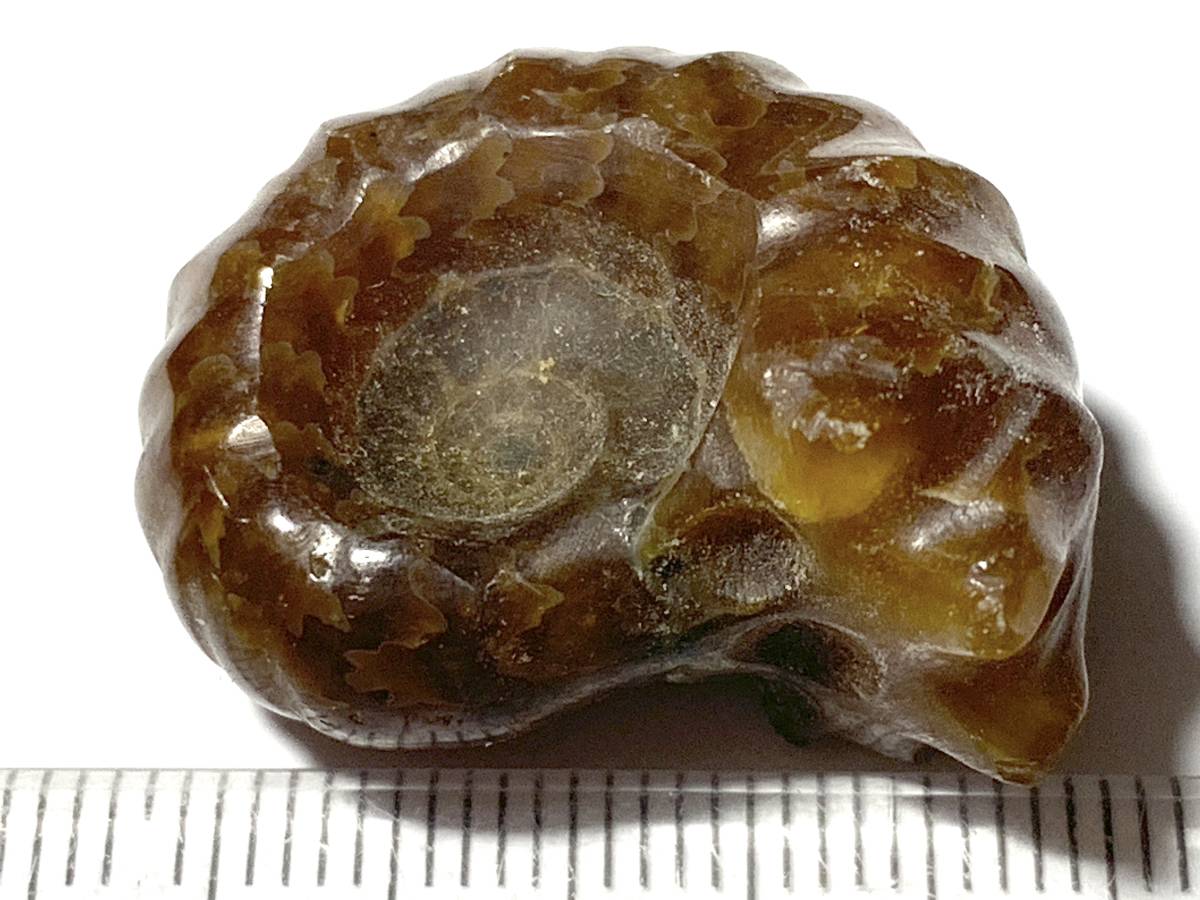 ドゥヴィル・アンモナイト化石　Douville ammonite・2・12g（マダガスカル産化石標本）_画像2