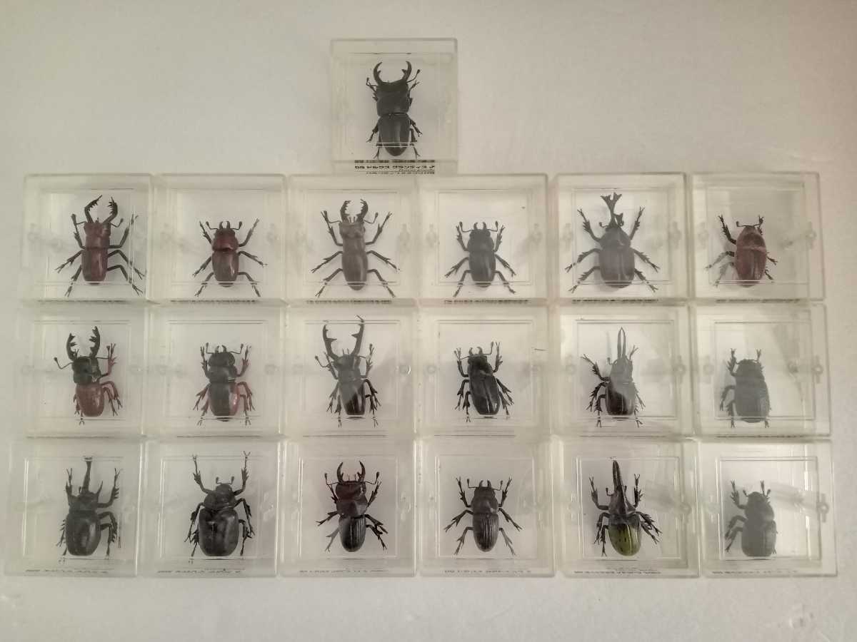 昆虫フィギュア　１９種　昆虫模型　標本