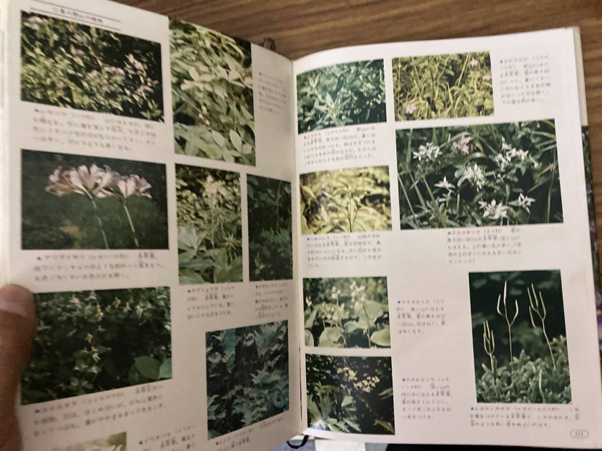 昭和レトロ 植物 旺文社カラー学習図鑑　 /Z102_画像4