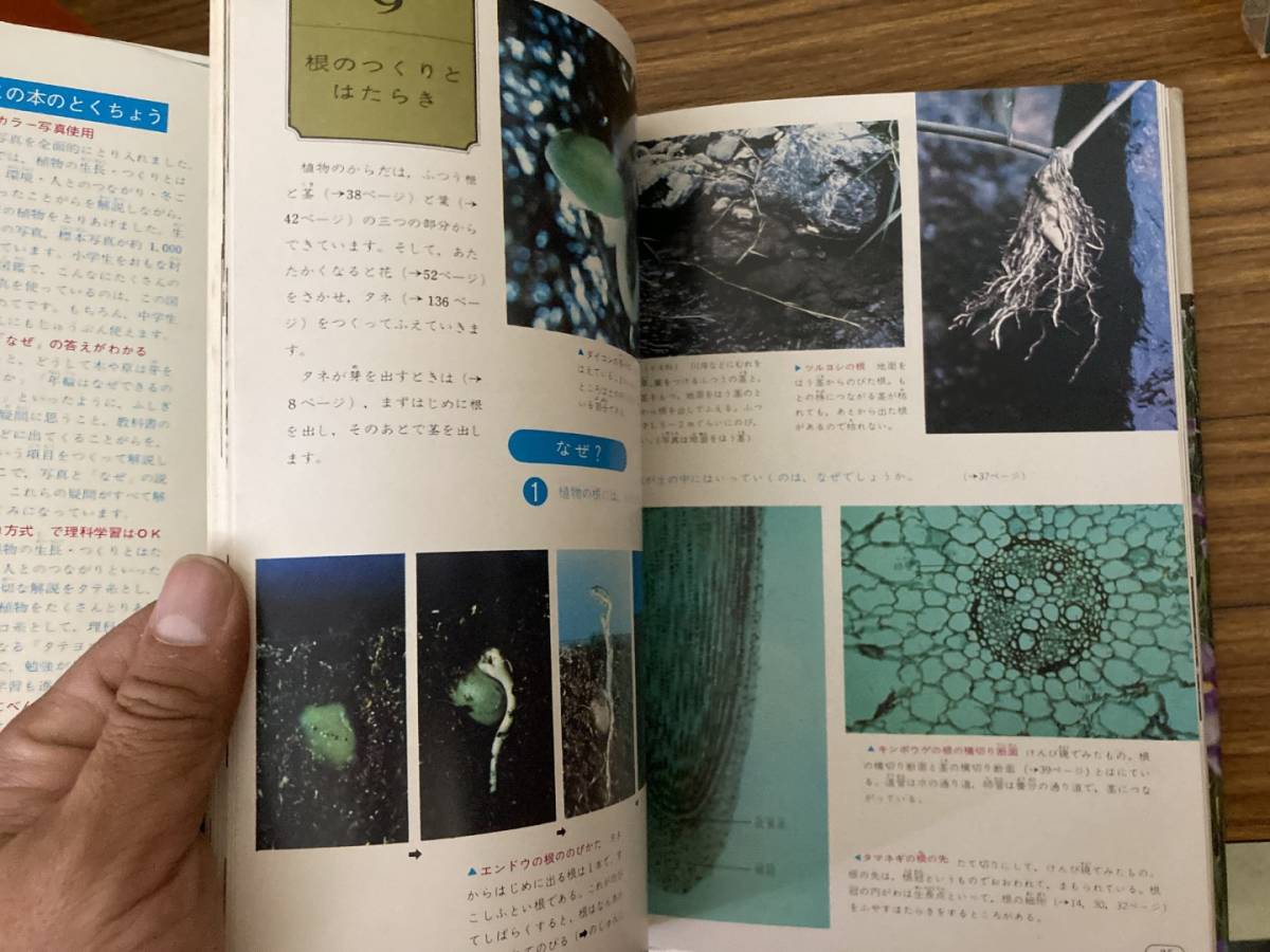 昭和レトロ 植物 旺文社カラー学習図鑑　 /Z102_画像8