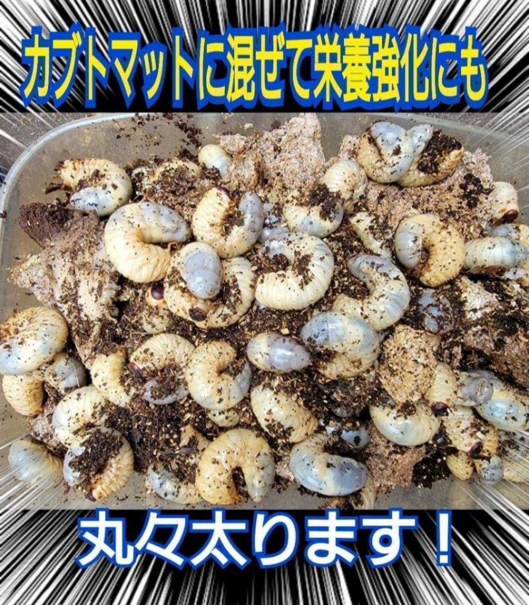 カブトムシ幼虫がモリモリ食べて大きくなる！椎茸菌床ブロック【12個】マットに埋め込むだけ！クヌギ100％原料！クワガタの産卵木にも