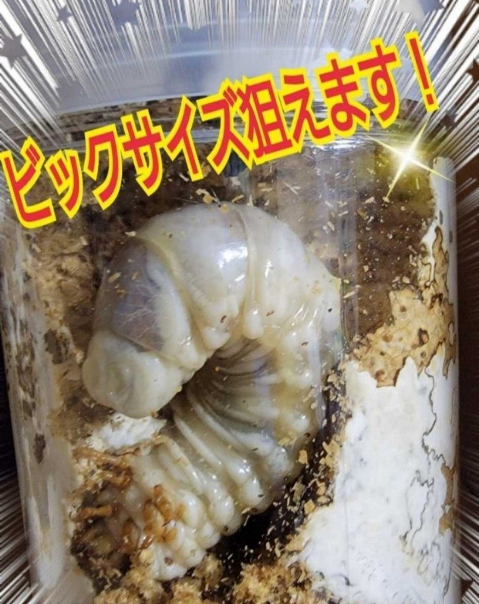 クワガタ・カブトムシ専用栄養添加剤　グルコース☆マットや菌糸ですゼリーに混ぜるだけでサイズアップ、産卵数アップ、長寿効果抜群です！