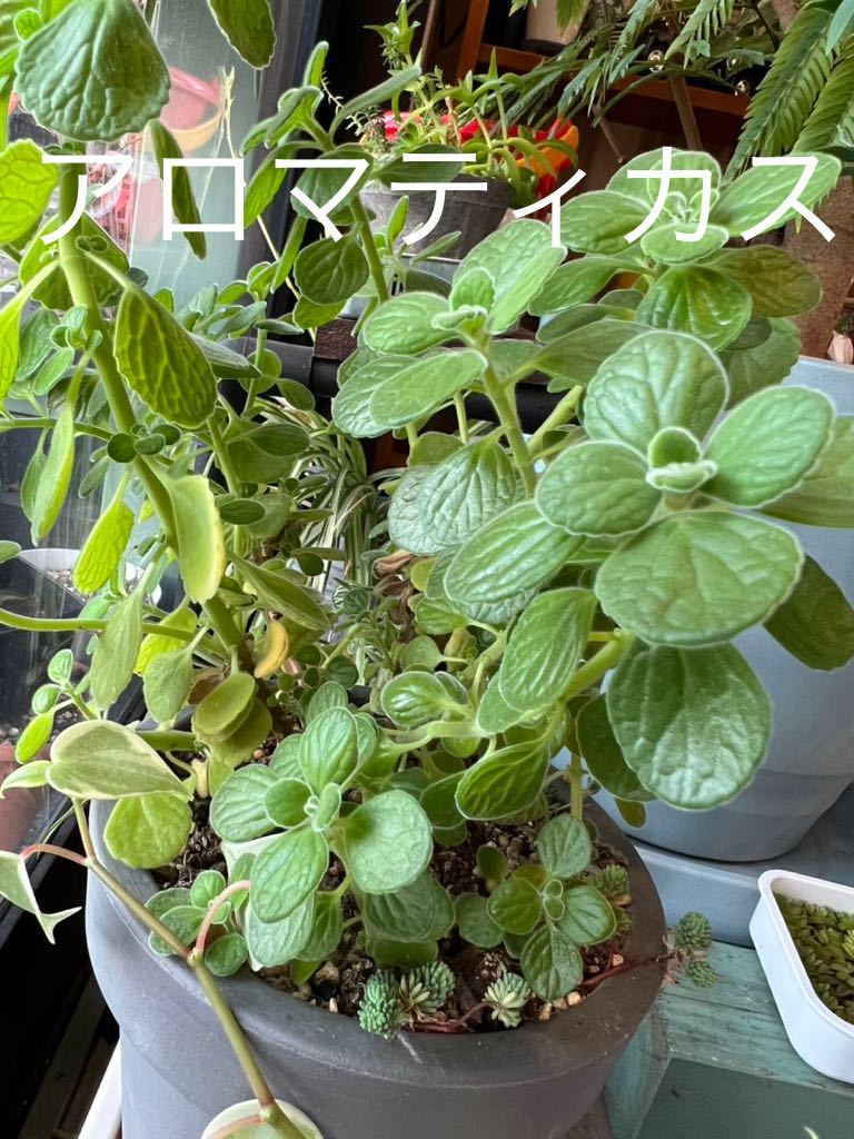 ヤフオク アロマティカス 水差し 剪定 多肉植物 いい香り