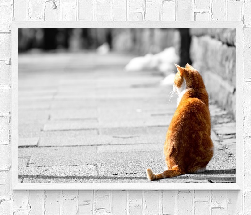 インテリアポスター 猫 ネコ 可愛いニャンコ A2サイズ ip15_画像1