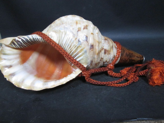 法螺貝 極美品 37cm 特大 貝 貝殻 ホラガイ ホラ貝 ほら貝 標本 