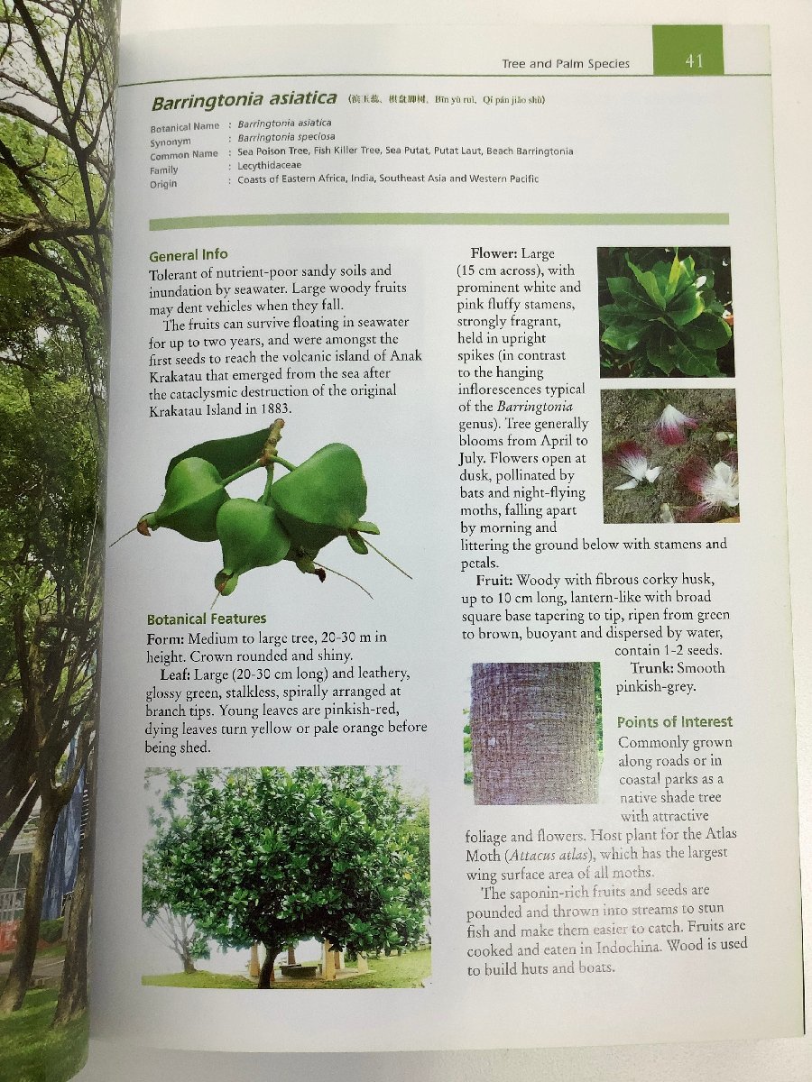 TREES of Our Garden City Singapore. tree guide foreign book / English / plant .[ta05e]