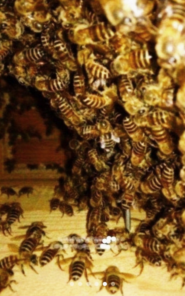 日本蜜蜂(秋採れ熟成生蜂蜜)2400g(600g×4本) 純粋蜂蜜 非加熱 - focla