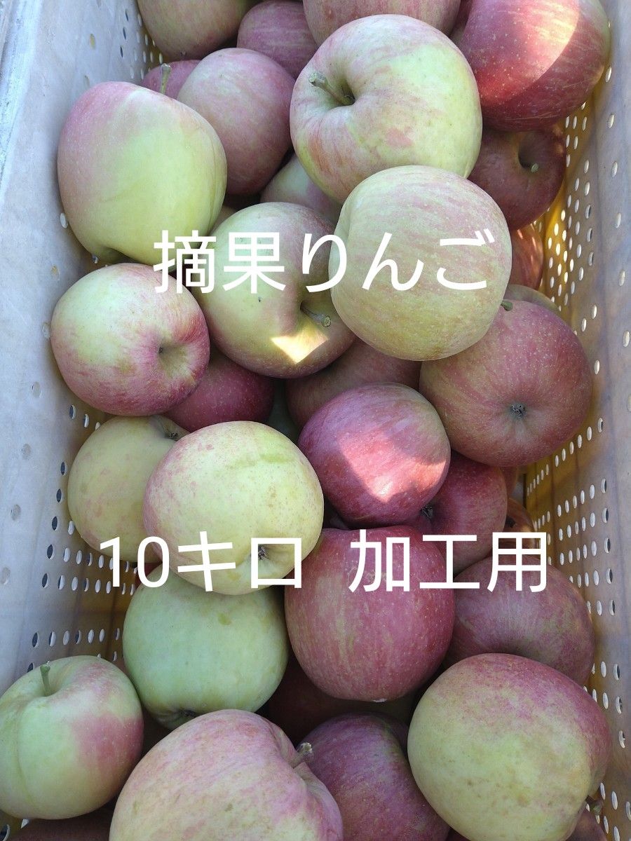 返品不可】 加工用摘果りんごシナノスイート１０キロ