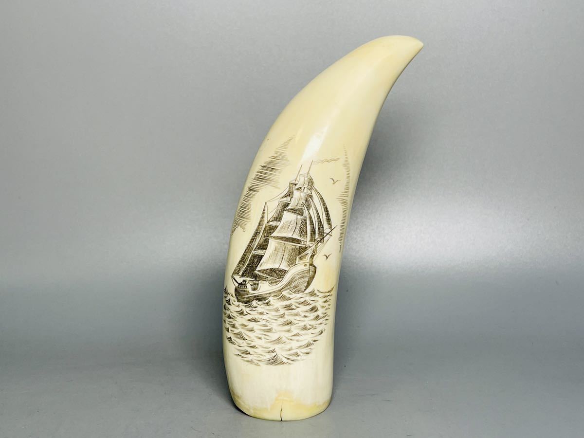 新作商品 鯨の歯 くじら クジラ 鯨 歯 置物 otdelobrazov-karkaralinsk