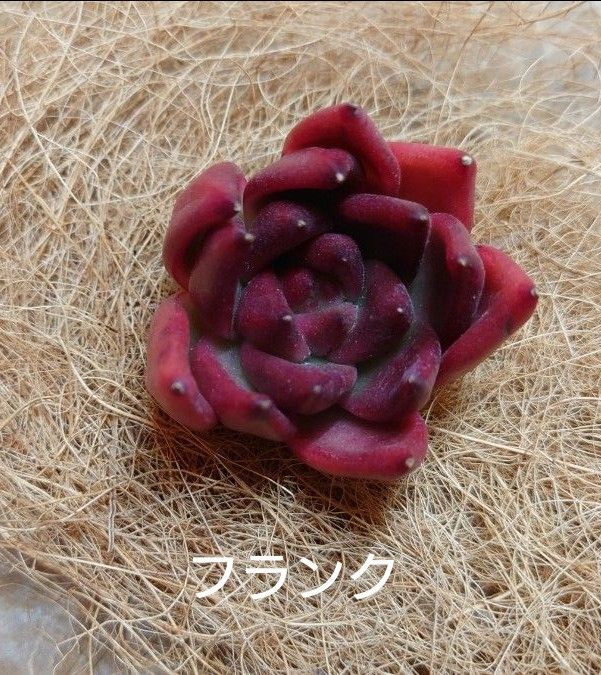 【カット苗3苗セット】 フランク レッドギア【タイプB】 カシオ赤錦 多肉植物 エケベリア 韓国苗