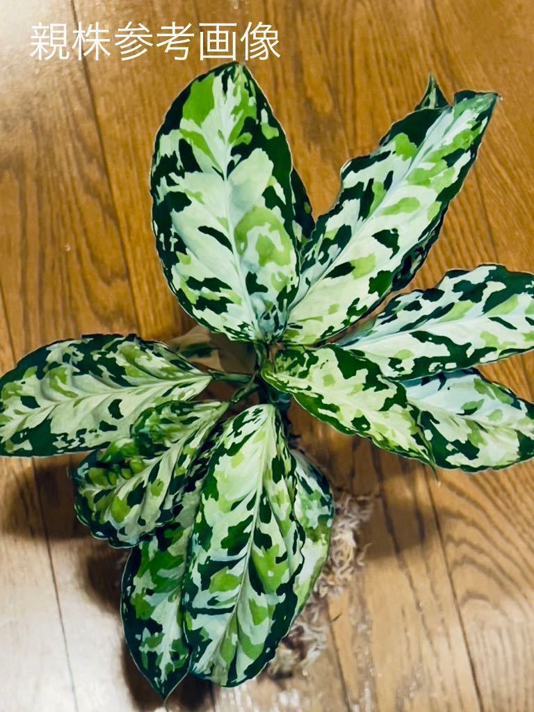 アグラオネマ ピクタム ラプラス 箱個体 Aglaonema pictum Laplace UC