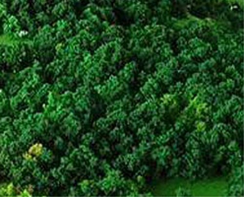 【narunaru】 大きめ 模型用樹木 6センチ 50本セット 模型 Nゲージ ジオラマ パース (緑樹)_画像2