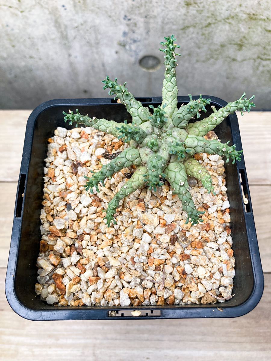 ヤフオク! - Euphorbia brevirama D263 ユーフォルビア ブレ...