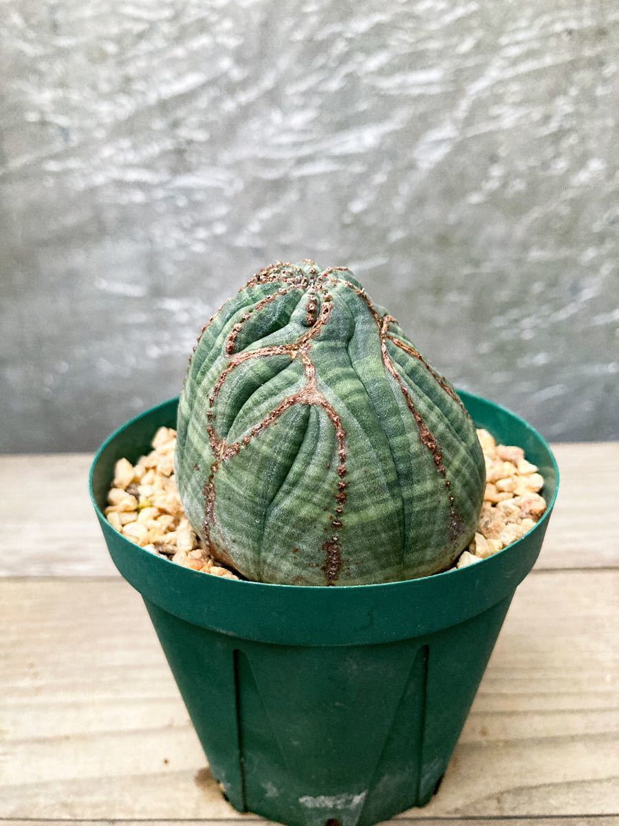豊富な】 ヤフオク! - 70 Euphorbia obesa 綴化 接木 ユーフォルビア