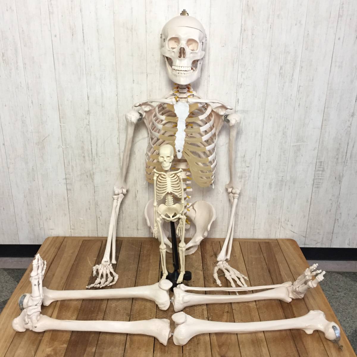 Yahoo!オークション - 人体骨格模型 セット COMPOSITE Yahoo!オークション - 人体骨格模型 セット COMPOSITE