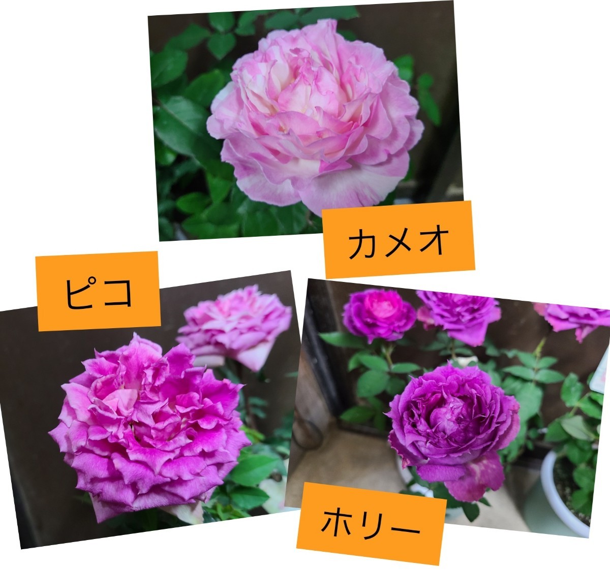 幻のバラ「カメオ」「ピコ」「ホリー」接木苗大株7号鉢3鉢豪華 幻のバラ「カメオ」「ピコ」「ホリー」接木苗大株7号鉢3鉢豪華