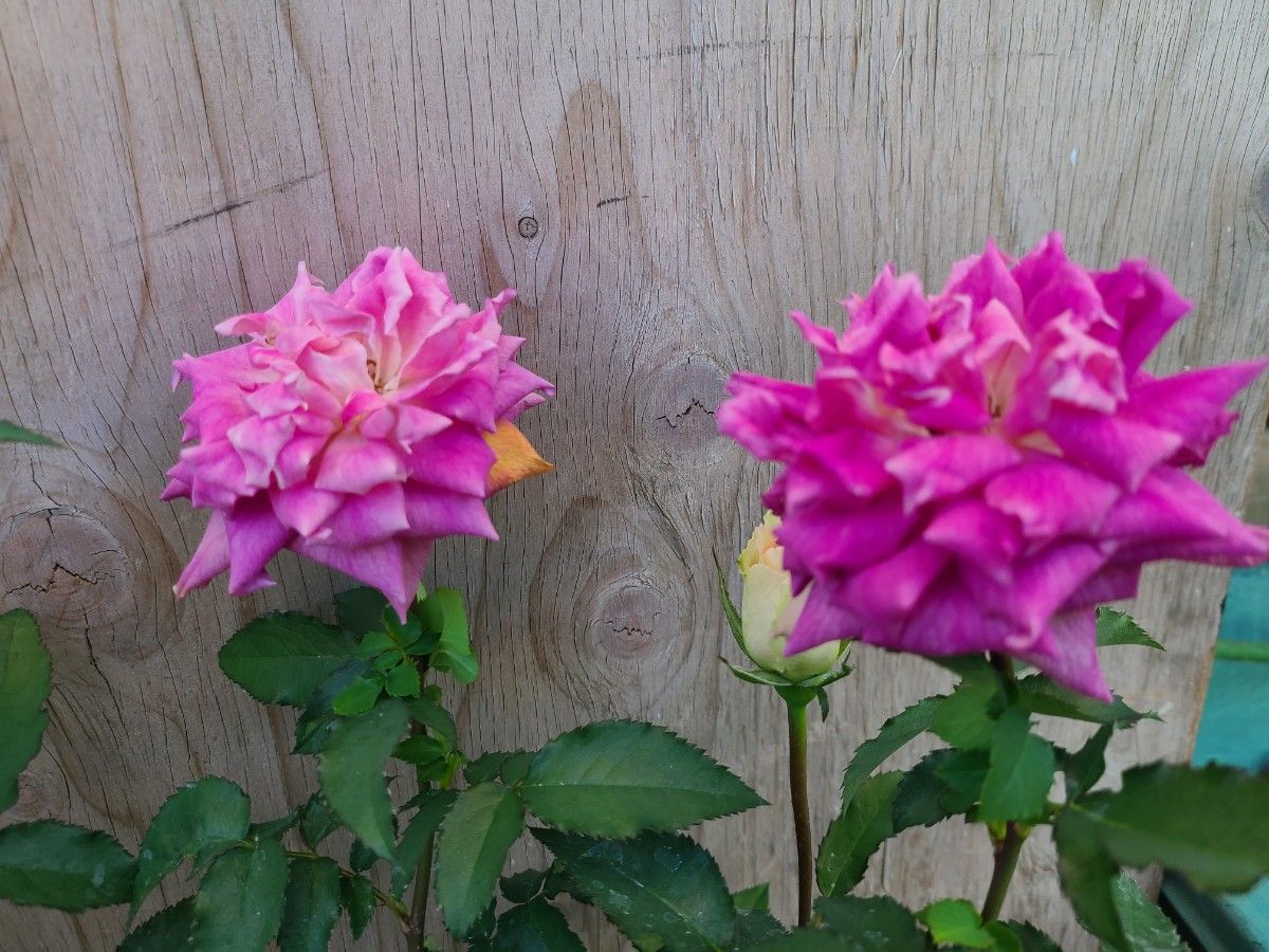 香りのバラ「ピコ」と「ホリー」の接木苗大株7号鉢花付き2鉢セット 