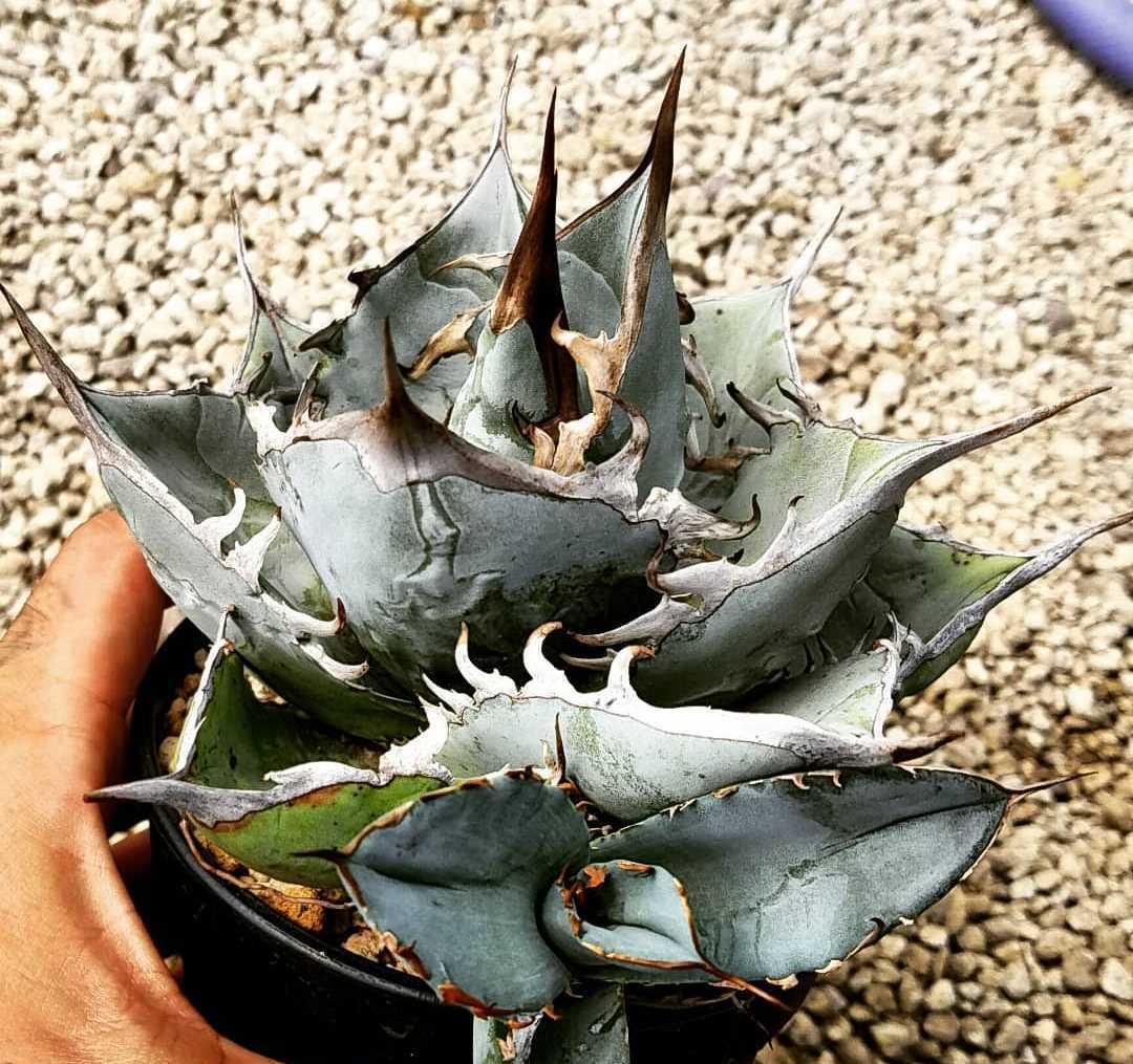 新製品情報も満載 チタノタ ホワイトアイス 強刺 植物/観葉植物