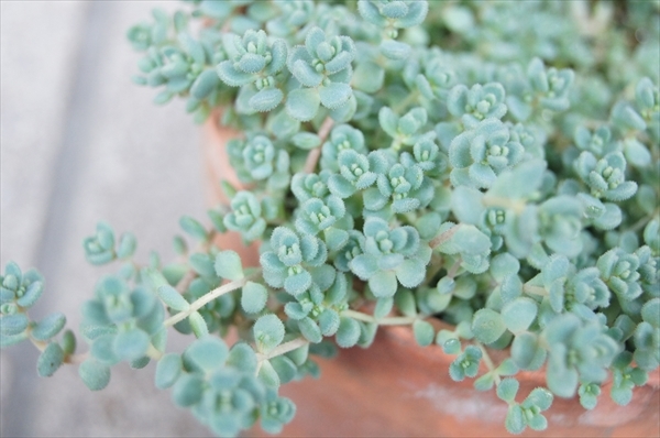 ■送料73円 セダム ブレビフォリウム / カット苗10本 / 目を引くミントグリーン Sedum 多肉植物 苗 UG01_画像6