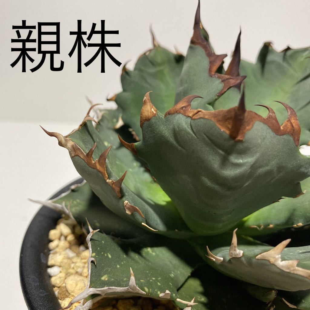 アガベ チタノタ姫厳竜子株から成長した株 植物 | discovermediaworks.com