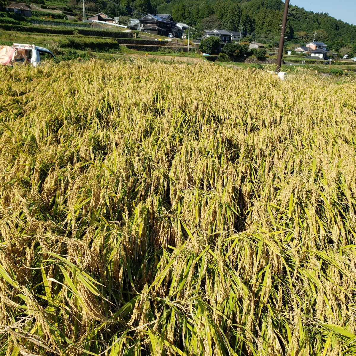 美味しいお米できました！!TAKEの棚田米厳選大粒10キロ 新米 - 米