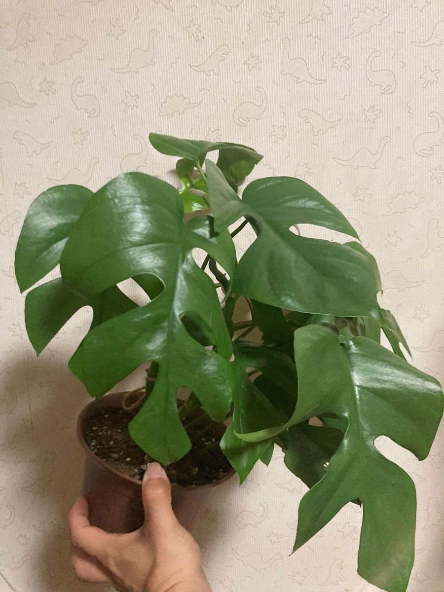 ヒメモンステラ 姫モンステラ 鉢のまま発送