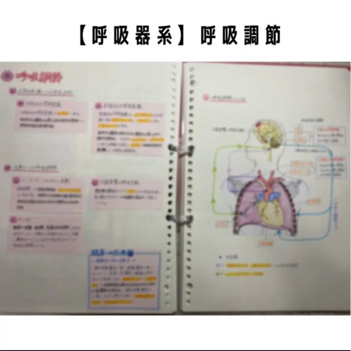 解剖生理学まとめノート【呼吸器系】