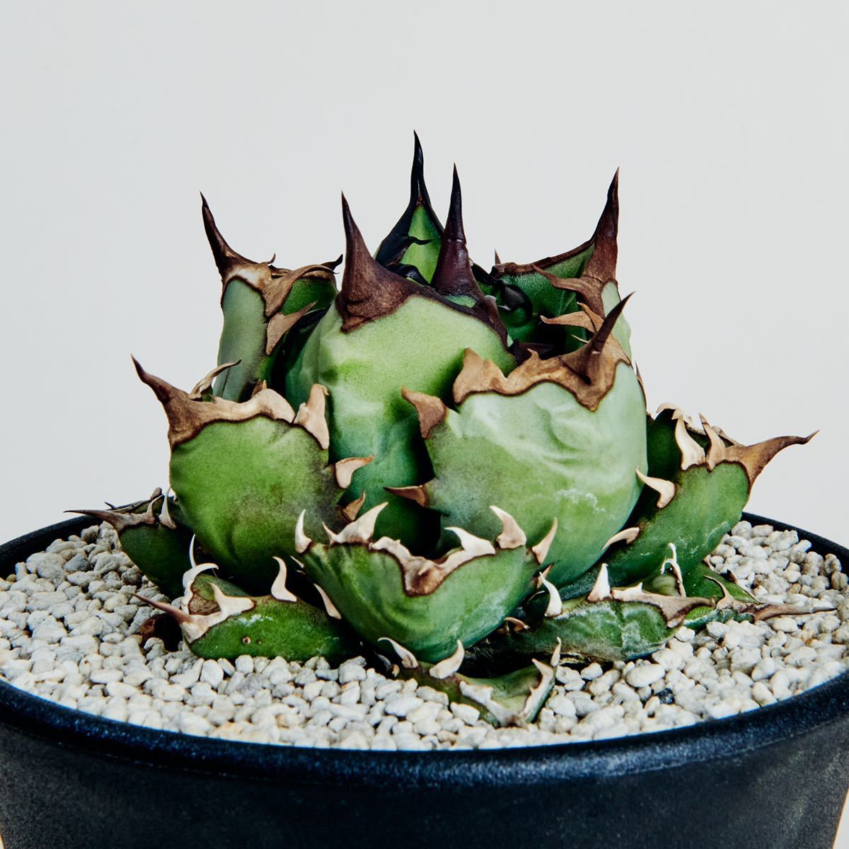 ネット限定】 皇冠 アガベ クラウン アガベ 皇冠 子株 植物 クラウン