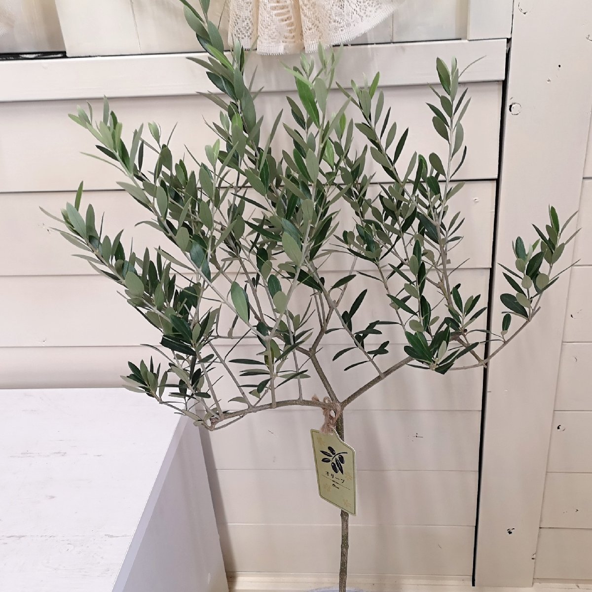  оливковый Rucka 7 номер оливковый. дерево растение саженец символ tree наружный вечнозеленое дерево 