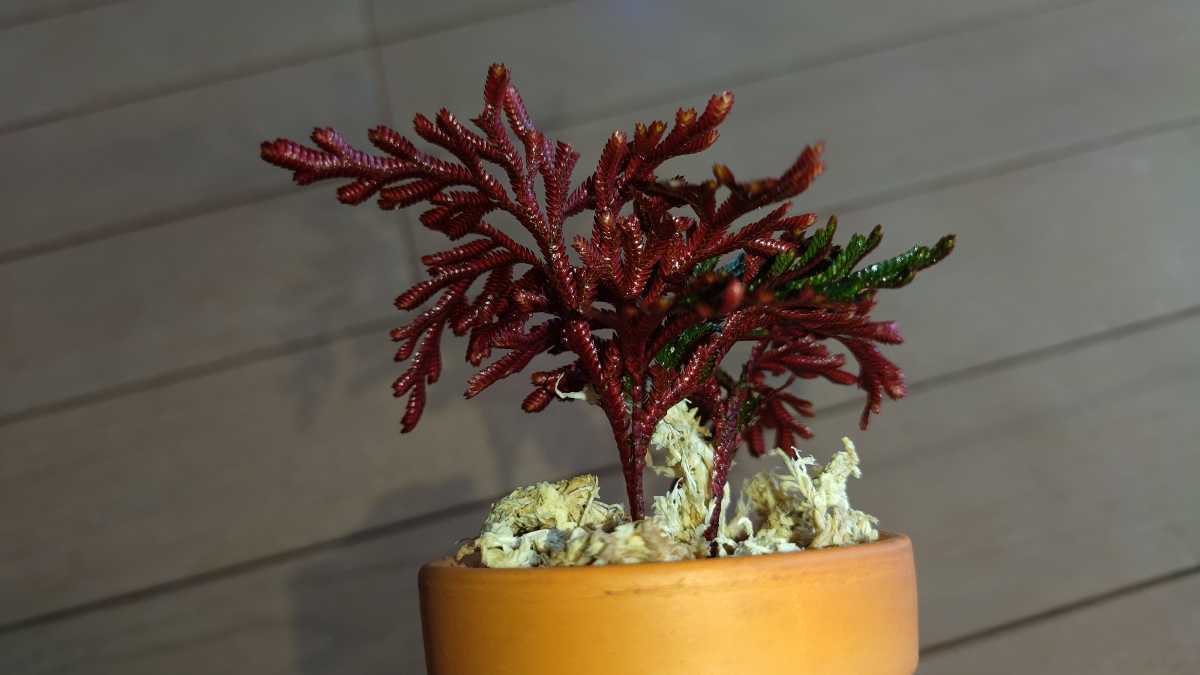 セラギネラ エリスロプス sp.ルビーレッド　1株 selaginella erythropus sp.ruby red_画像1