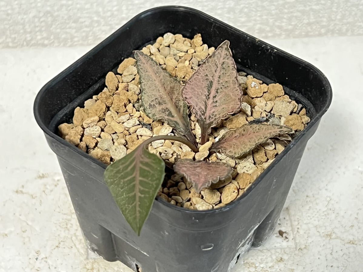 ユーフォルビア・フランコイシー（Euphorbia francoisii）[コーデックス・塊根植物]_画像2