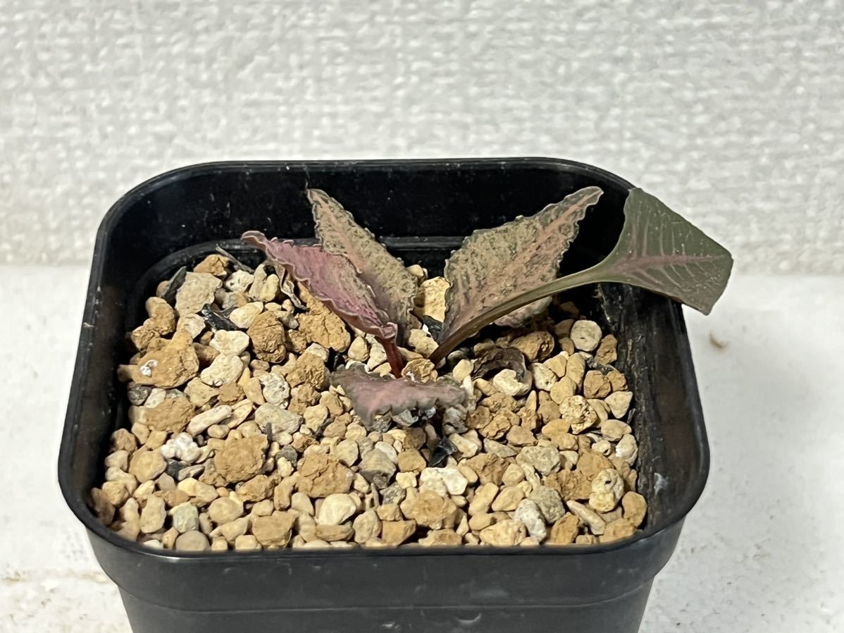 ユーフォルビア・フランコイシー（Euphorbia francoisii）[コーデックス・塊根植物]_画像4