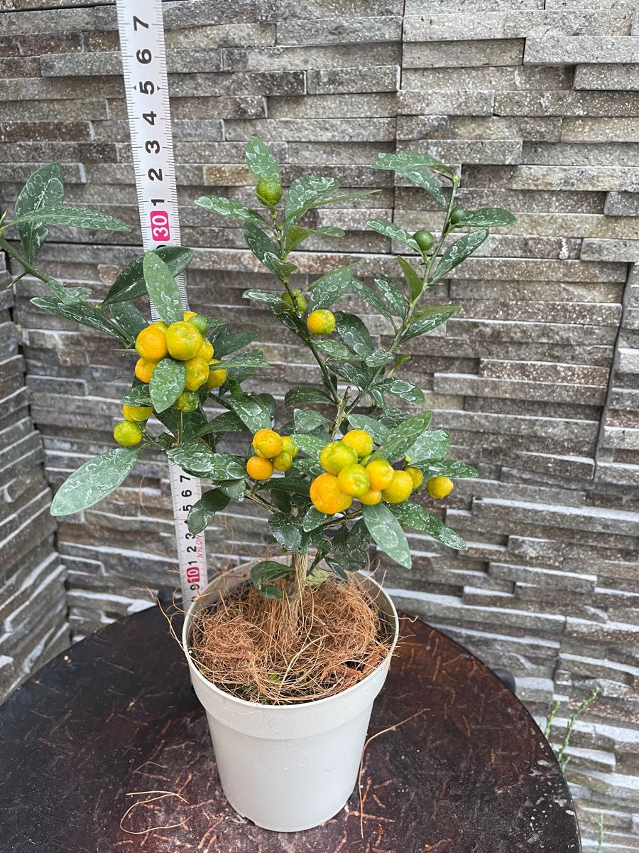 開運植物 ヒメ金柑 苗木 風水植物 果樹|Yahoo!フリマ(旧PayPay 開運植物 ヒメ金柑 苗木 風水植物 果樹|Yahoo!フリマ(旧PayPay