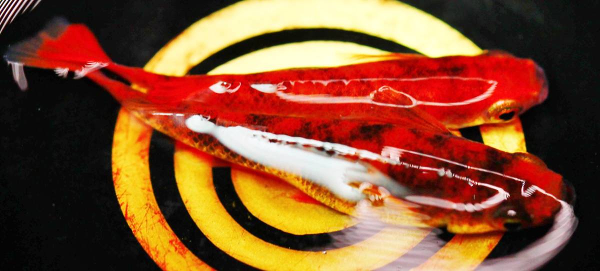 【特選めだか】種親にどうぞ!! スペシャル墨濃個体★ 真に赤い・真朱(しんしゅ)メダカ 当方作出 ★特濃朱赤めだか 画像同レベル 1ペア