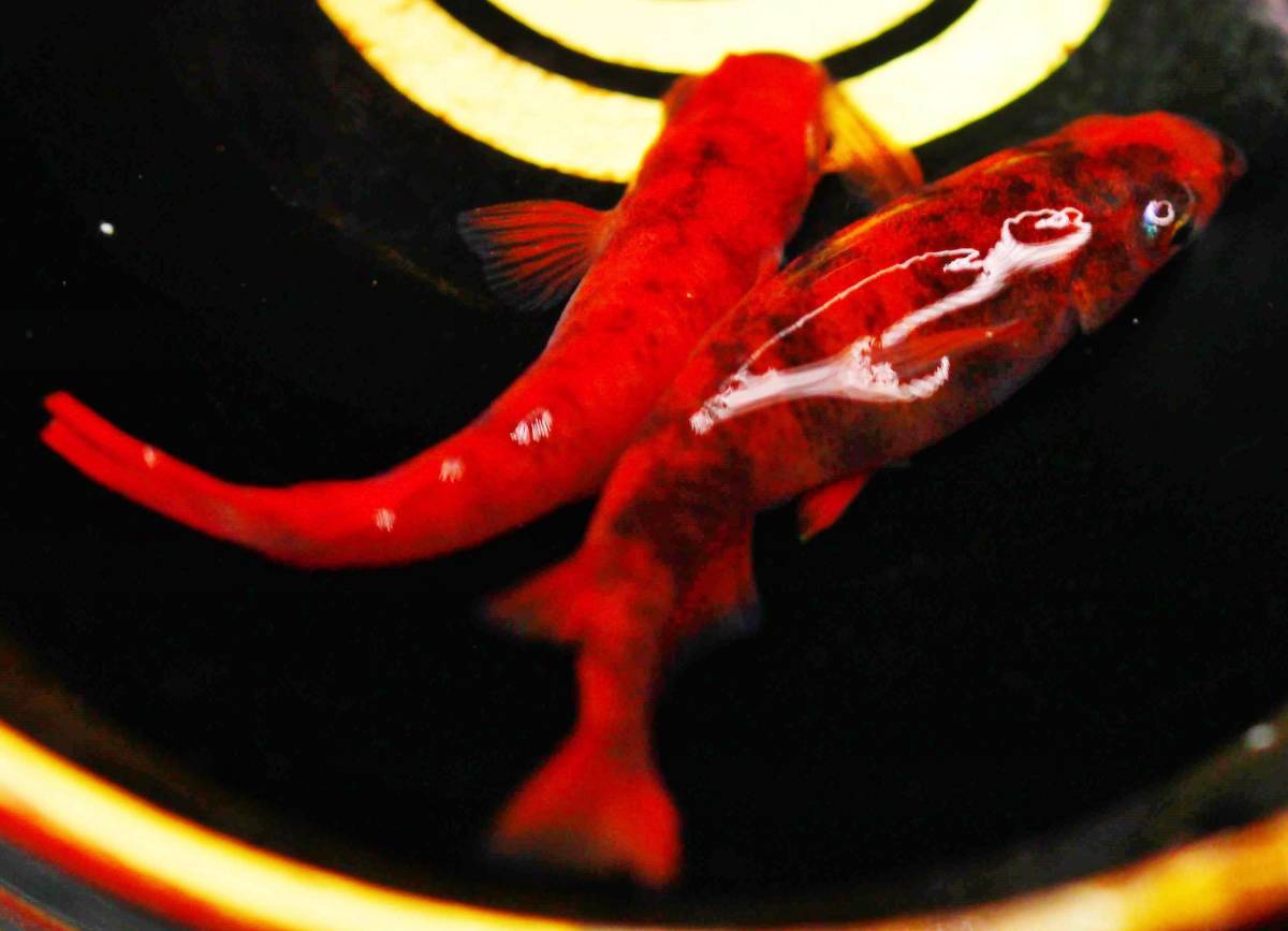 【特選めだか】種親にどうぞ!! スペシャル墨濃個体★ 真に赤い・真朱(しんしゅ)メダカ 当方作出 ★特濃朱赤めだか 画像同レベル 1ペア 5
